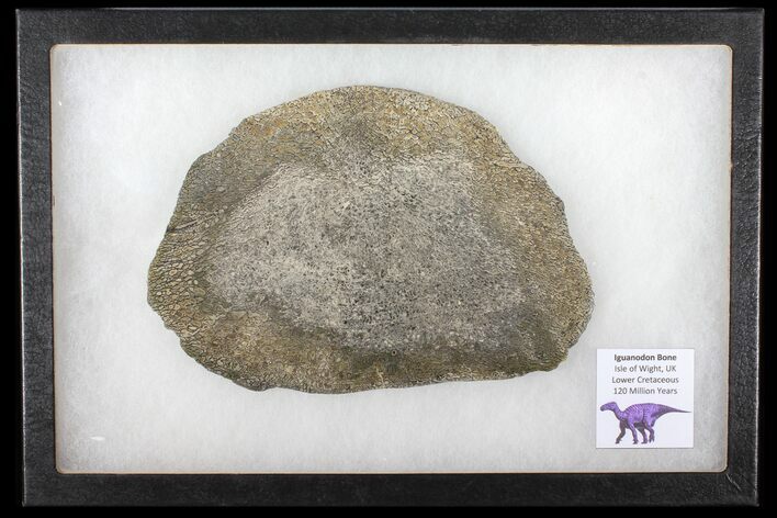 Pyritized, Polished Iguanodon Bone - Isle Of Wight #131211